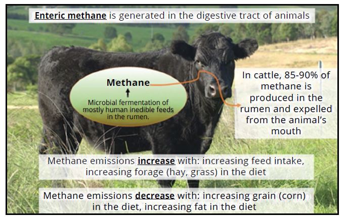 Colorado scientists delve into cattle intestines to cut greenhouse gas  emissions