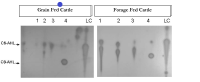 2007-correlation-of-e-coli-to-ahl-concentrations-figure-01