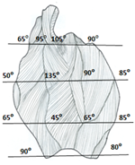 PQ_ProjectSummary_2008-Characterizing-Beef-Heel-Muscle-Figure-01