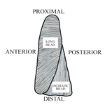 PQ_ProjectSummary_2008-Mapping-of-Intramuscular-Tenderness-in-the-Round-Figure-01