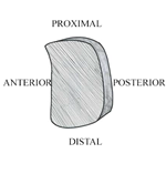 PQ_ProjectSummary_2008-Mapping-of-Intramuscular-Tenderness-in-the-Round-Figure-03