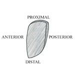 PQ_ProjectSummary_2008-Mapping-of-Intramuscular-Tenderness-in-the-Round-Figure-04