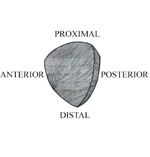 PQ_ProjectSummary_2008-Mapping-of-Intramuscular-Tenderness-in-the-Round-Figure-05