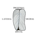 PQ_ProjectSummary_2008-Mapping-of-Intramuscular-Tenderness-in-the-Round-Figure-07