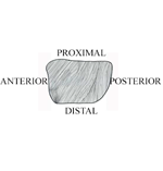 PQ_ProjectSummary_2008-Mapping-of-Intramuscular-Tenderness-in-the-Round-Figure-10