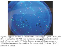 2008-tracing-pathogen-contamination-through-post-harvest-figure-02