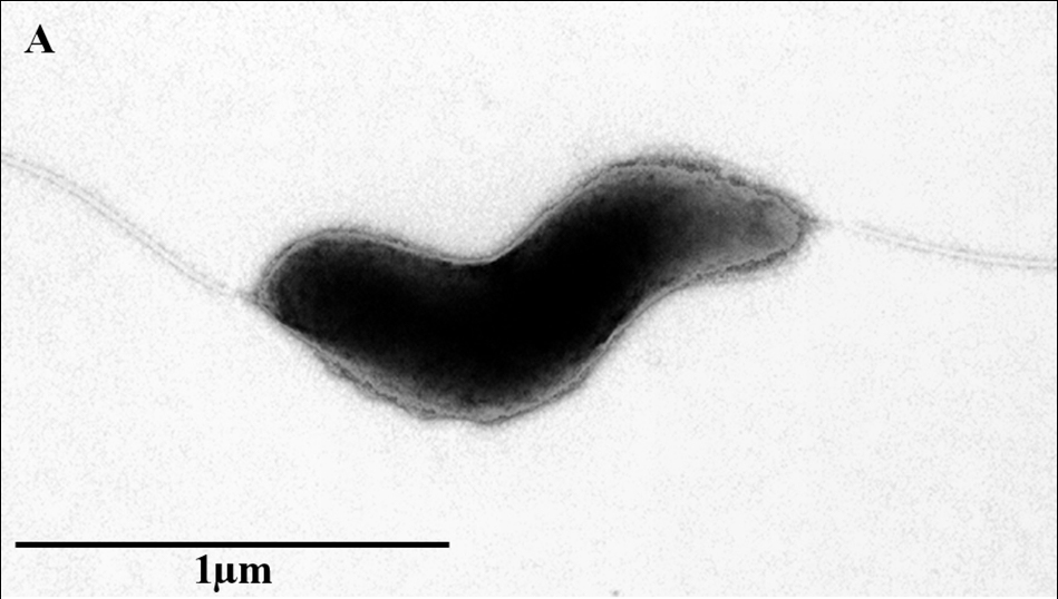 2009-effects-of-amino-acids-on-campylobacter-figure-03