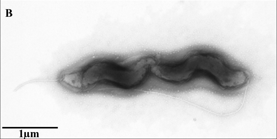 2009-effects-of-amino-acids-on-campylobacter-figure-04