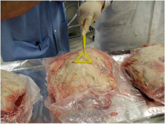 2009-evaluation-of-escherichia-coli-translocation-figure-03