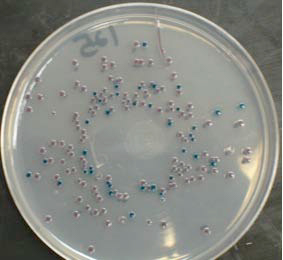 2011-characterization-of-e-coli-o157-figure-01