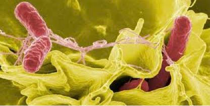 2011-characterization-of-salmonella-figure-03