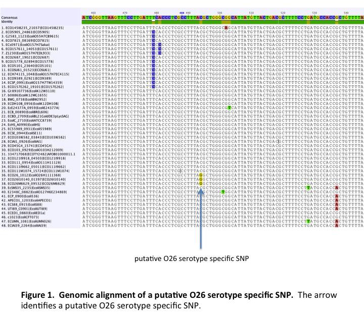 2011-discovery-of-molecular-targets-for-identifying-stec-figure-01