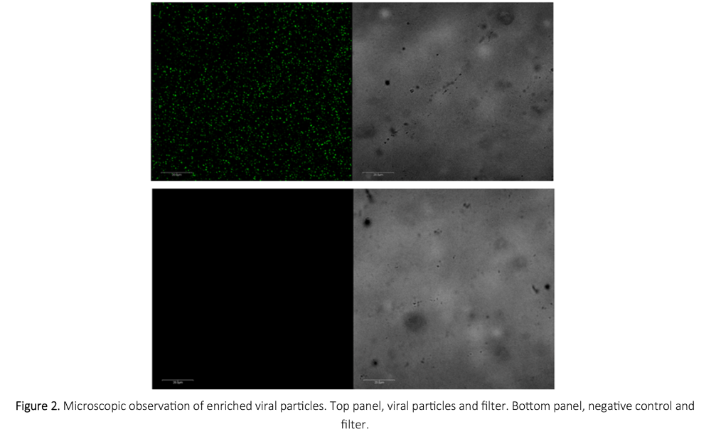 2012-phage-therapy-to-control-e-coli-and-other-stec-figure-02