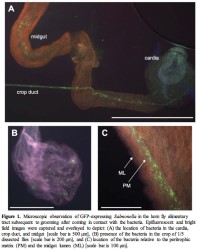 2013-biting-flies-biological-vectors-of-salmonella-figure-01