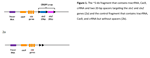 Safety_ProjectSummaries-2018-Construct-a-Phage-Mediated-System-to-Deliver-CRISPR-Cas9-Figure-01.png