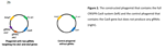 Safety_ProjectSummaries-2018-Construct-a-Phage-Mediated-System-to-Deliver-CRISPR-Cas9-Figure-02.png