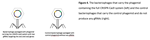 Safety_ProjectSummaries-2018-Construct-a-Phage-Mediated-System-to-Deliver-CRISPR-Cas9-Figure-04.png