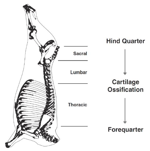 beef-grading-figure-3