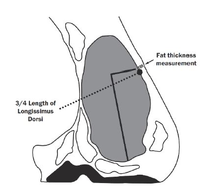 beef-grading-figure-4