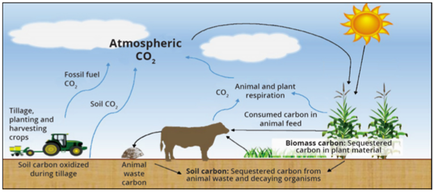 https://www.beefresearch.org/Media/BeefResearch/Images/carbon_sequestration_figure_1_10-07-2020-80.png?width=1120