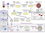 Safety_ProjectSummaries-2015-Enabling-Surveillance-of-Rare-Resistance-Phenotypes-Figure-02.png