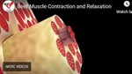 animated-videos_08-27-2020-53.jpg