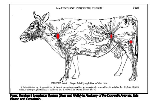 Safety_ProjectSummaries-2014-Salmonella-Lymph-Node-Contamination-of-Colonized-and-Naive-Cattle-Figure-02.png