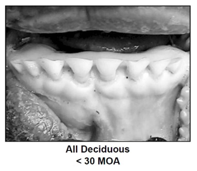 pq-fact-sheet-carcass-grade-image-1