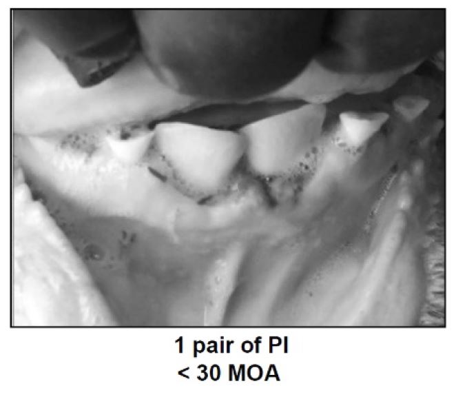 pq-fact-sheet-carcass-grade-image-2