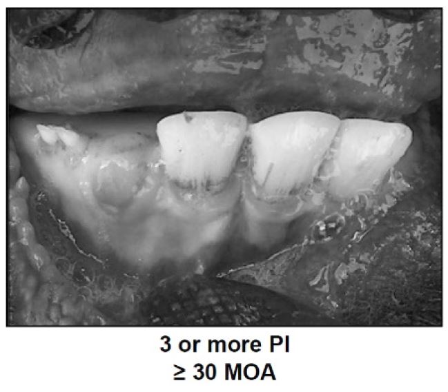 pq-fact-sheet-carcass-grade-image-3