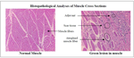 PQ_ProjectSummaries-2004-Greening-Reaction-in-Beef-Injection-Site-Lesions-Figure-01.png