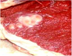 pq_projectsummaries-2004-greening-reaction-in-beef-injection-site-lesions-figure-03.png