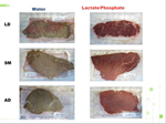 PQ_ProjectSummaries-2009-Using-Calcium-Lactate-to Improve-Quality-of-Round-Muscles-Figure-01