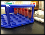 PQ_ProjectSummaries-2013-Mechanism-of-Meat-Tenderization-During-Oxidation-Figure-03