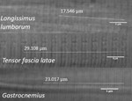 PQ_ProjectSummaries-2018-Contribution-of-Tenderness-Factors-Figure-01.jpg