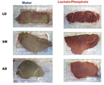 PQ_ProjectSummary_2010-Prediction-and-Assessment-of-Genomic-Breeding-2_Photo-1