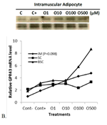 PQ_ProjectSummary_2010-Role-of-Fatty-Acids-at-Enhancing-Marbling-Development-3-Figure-2-B